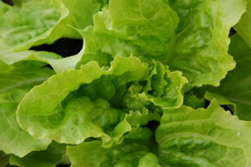 Salat