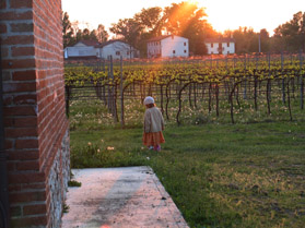 Weinstoecke Acetaia Medici