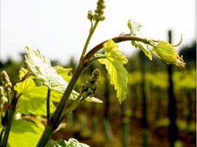 Weinbl�te